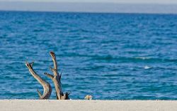 Pemba and Medjumbe Holiday Package