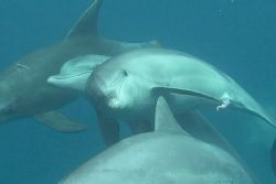 Ponta do Ouro Resorts - Dolphin Encounters