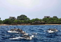 Pemba Self Catering - Nacole Gardens